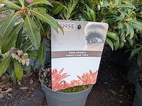 Partij planten en bomen in pot - afbeelding 6 van  43