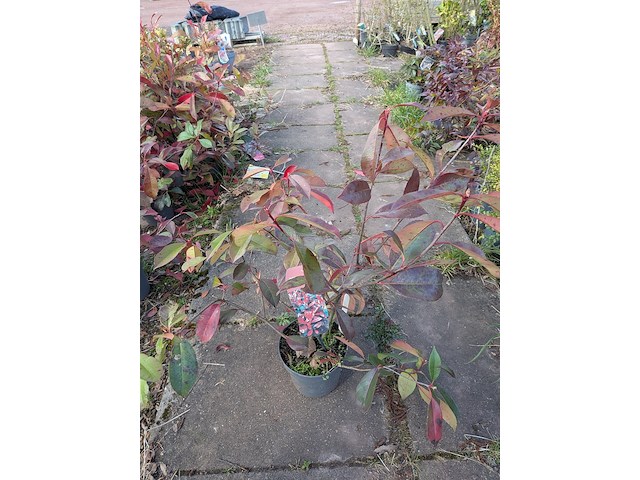 Partij planten en bomen in pot - afbeelding 7 van  43