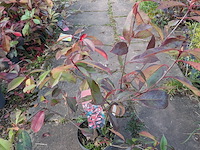 Partij planten en bomen in pot - afbeelding 7 van  43