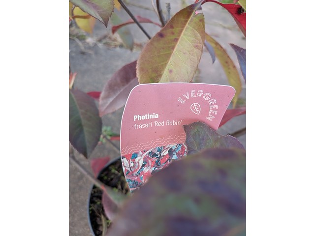 Partij planten en bomen in pot - afbeelding 8 van  43