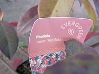 Partij planten en bomen in pot - afbeelding 8 van  43