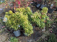 Partij planten en bomen in pot - afbeelding 9 van  43