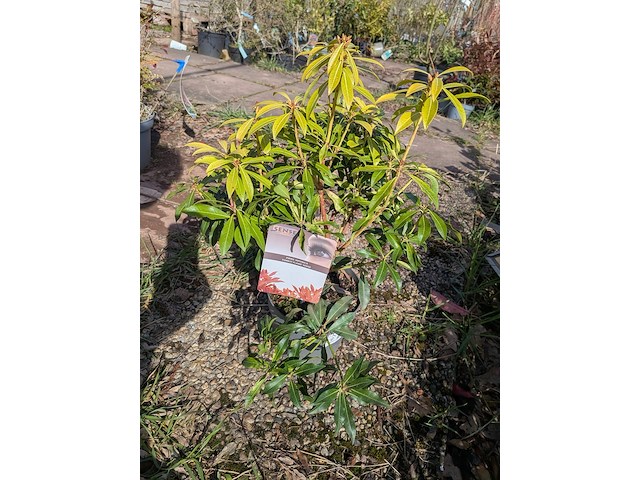 Partij planten en bomen in pot - afbeelding 10 van  43