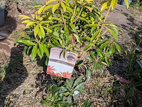 Partij planten en bomen in pot - afbeelding 10 van  43