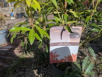 Partij planten en bomen in pot - afbeelding 11 van  43