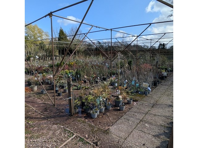 Partij planten en bomen in pot - afbeelding 1 van  43
