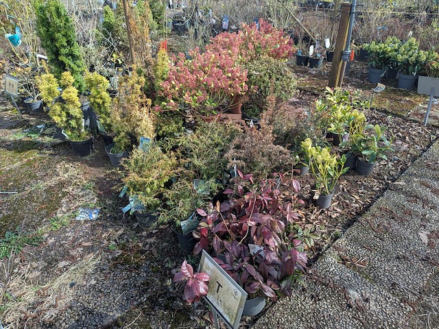 Partij planten en bomen in pot - afbeelding 13 van  43