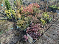 Partij planten en bomen in pot - afbeelding 13 van  43