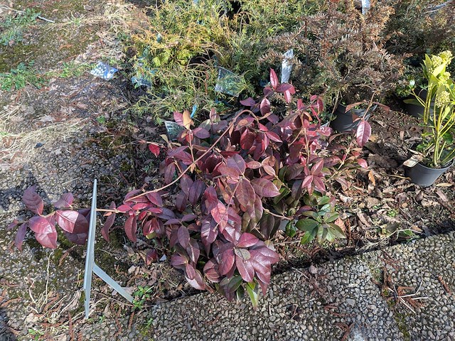 Partij planten en bomen in pot - afbeelding 14 van  43