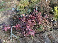 Partij planten en bomen in pot - afbeelding 14 van  43