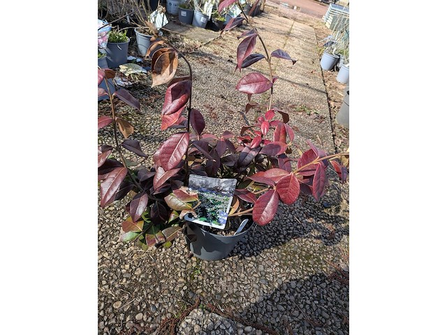 Partij planten en bomen in pot - afbeelding 15 van  43