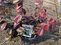 Partij planten en bomen in pot - afbeelding 15 van  43