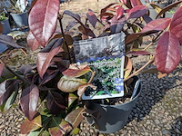 Partij planten en bomen in pot - afbeelding 16 van  43