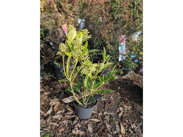 Partij planten en bomen in pot - afbeelding 17 van  43