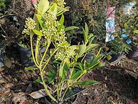 Partij planten en bomen in pot - afbeelding 17 van  43