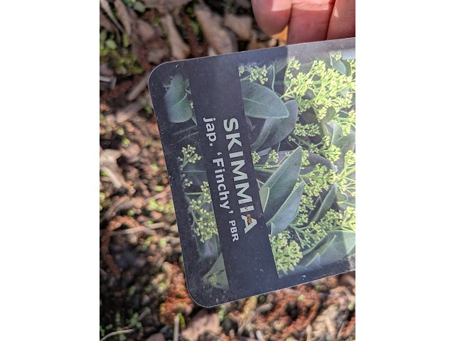 Partij planten en bomen in pot - afbeelding 18 van  43