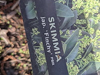 Partij planten en bomen in pot - afbeelding 18 van  43