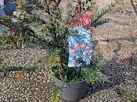 Partij planten en bomen in pot - afbeelding 19 van  43