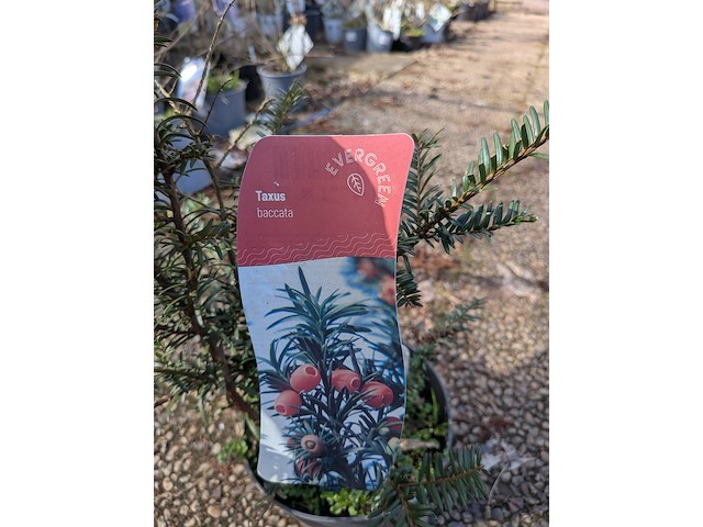 Partij planten en bomen in pot - afbeelding 20 van  43