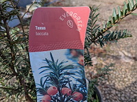 Partij planten en bomen in pot - afbeelding 20 van  43