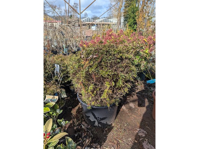 Partij planten en bomen in pot - afbeelding 21 van  43