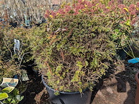 Partij planten en bomen in pot - afbeelding 21 van  43