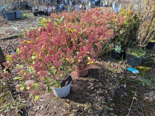 Partij planten en bomen in pot - afbeelding 22 van  43
