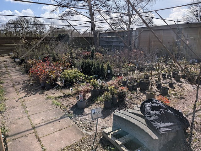 Partij planten en bomen in pot - afbeelding 12 van  43