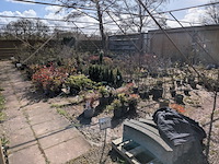 Partij planten en bomen in pot - afbeelding 12 van  43