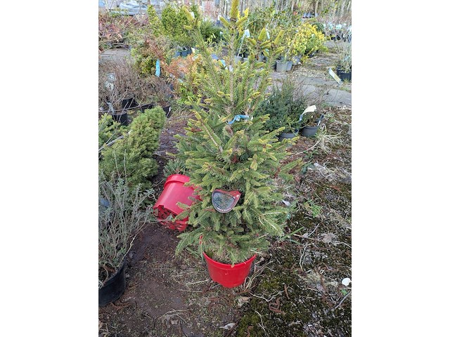 Partij planten en bomen in pot - afbeelding 24 van  43