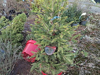 Partij planten en bomen in pot - afbeelding 24 van  43