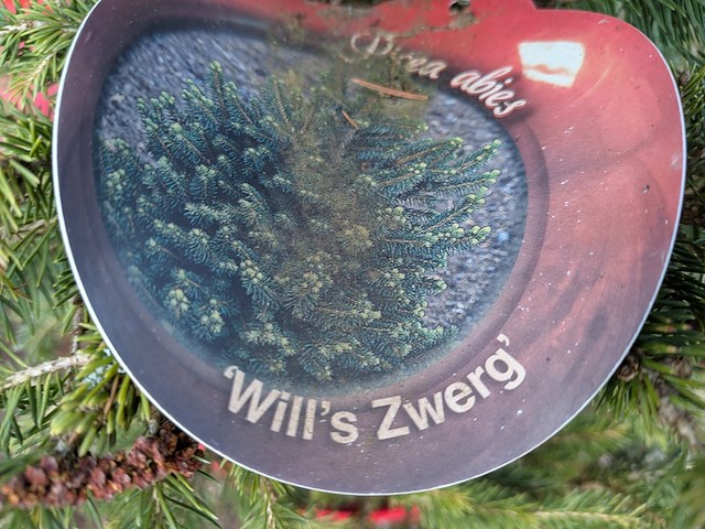 Partij planten en bomen in pot - afbeelding 25 van  43