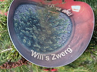 Partij planten en bomen in pot - afbeelding 25 van  43