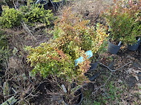 Partij planten en bomen in pot - afbeelding 26 van  43