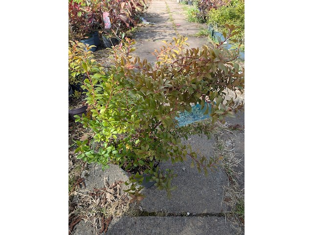 Partij planten en bomen in pot - afbeelding 27 van  43