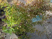 Partij planten en bomen in pot - afbeelding 27 van  43