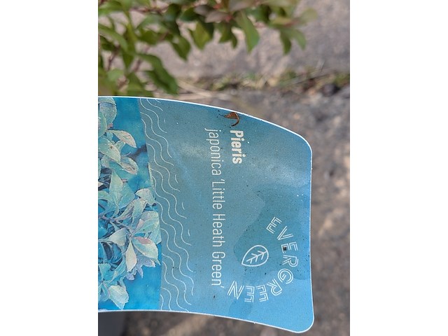 Partij planten en bomen in pot - afbeelding 28 van  43