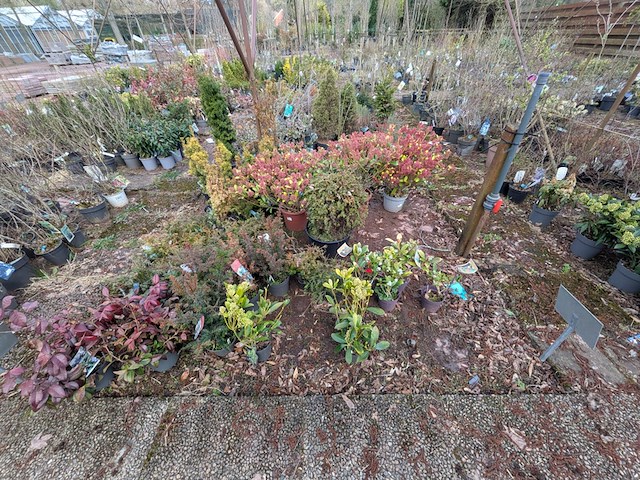 Partij planten en bomen in pot - afbeelding 29 van  43