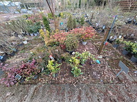 Partij planten en bomen in pot - afbeelding 29 van  43