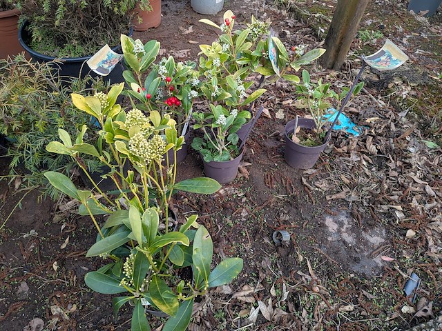 Partij planten en bomen in pot - afbeelding 30 van  43