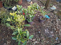 Partij planten en bomen in pot - afbeelding 30 van  43