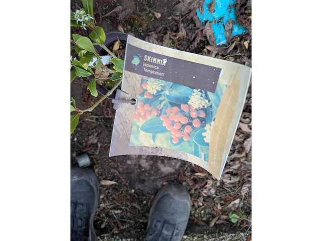 Partij planten en bomen in pot - afbeelding 31 van  43