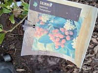 Partij planten en bomen in pot - afbeelding 31 van  43