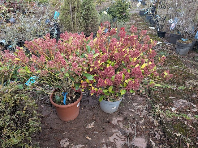 Partij planten en bomen in pot - afbeelding 32 van  43