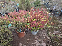 Partij planten en bomen in pot - afbeelding 32 van  43