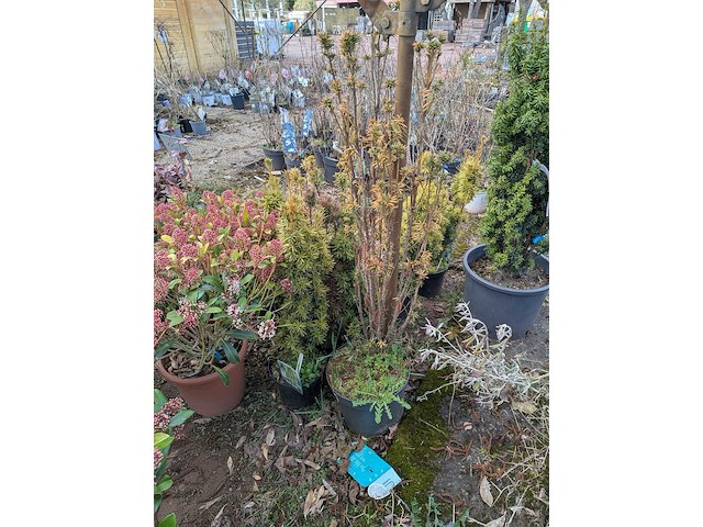 Partij planten en bomen in pot - afbeelding 33 van  43