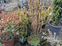 Partij planten en bomen in pot - afbeelding 33 van  43