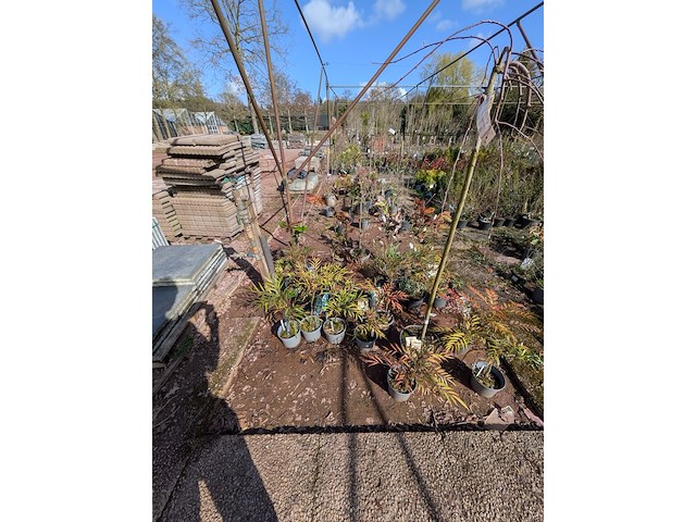 Partij planten en bomen in pot - afbeelding 23 van  43