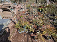 Partij planten en bomen in pot - afbeelding 23 van  43