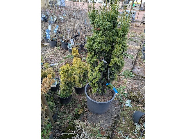 Partij planten en bomen in pot - afbeelding 35 van  43